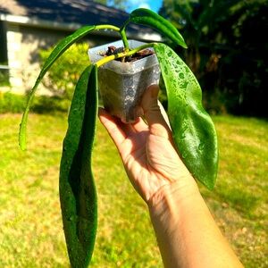 Hoya Melifua Large Leaves Starter Plant Great Deal